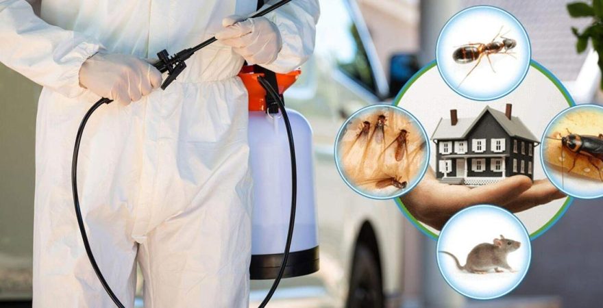 Dedebaşı Böcek İlaçlama