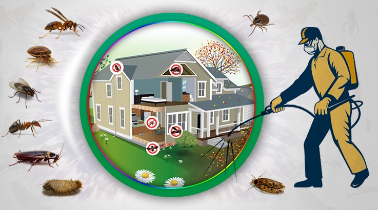 Dedebaşı Böcek İlaçlama